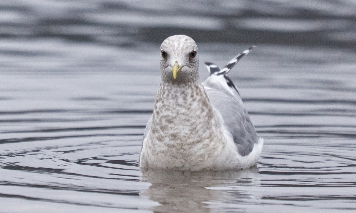 Short-billed Gull - ML647334379