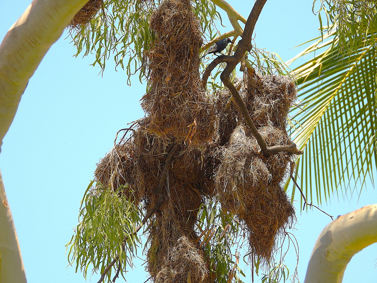 špaček lesklý - ML647334393