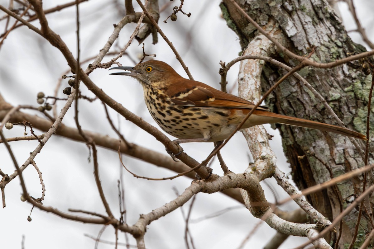 Brown Thrasher - ML647334403