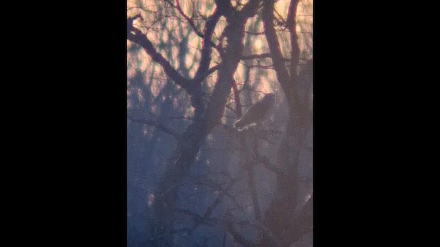 Kır Baykuşu - ML647334425