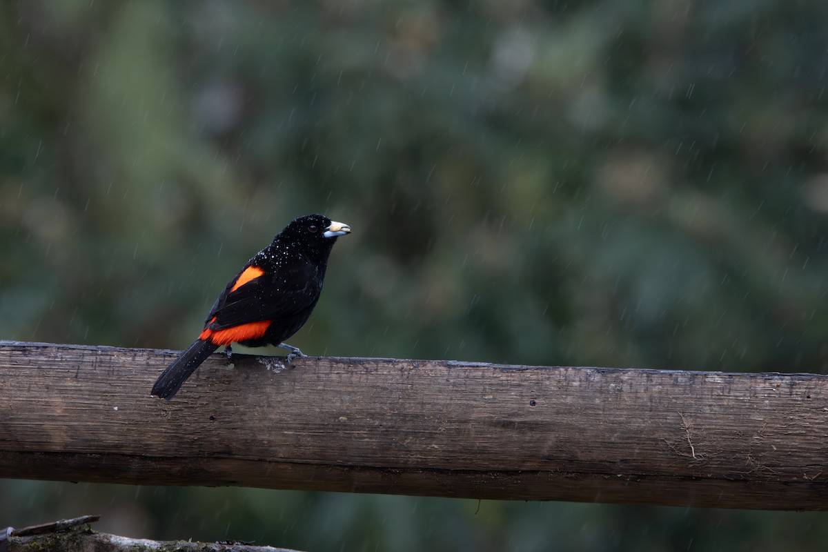 Scarlet-rumped Tanager (Passerini's) - ML647334426