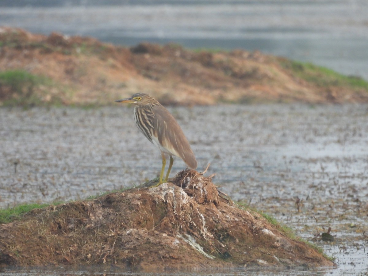 Indian Pond-Heron - ML647334430