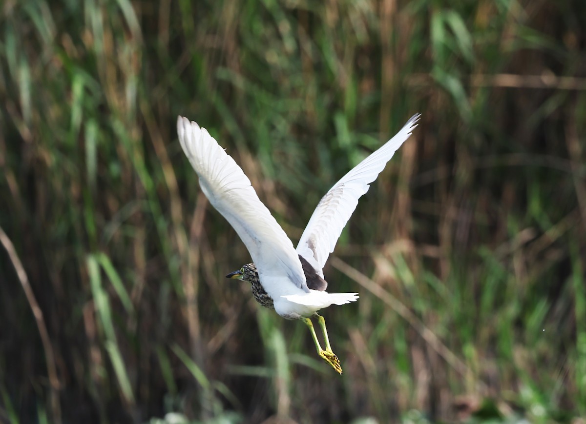 Chinese Pond-Heron - ML647334437