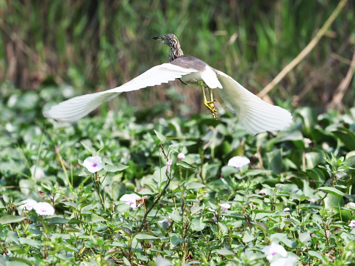 Chinese Pond-Heron - ML647334438