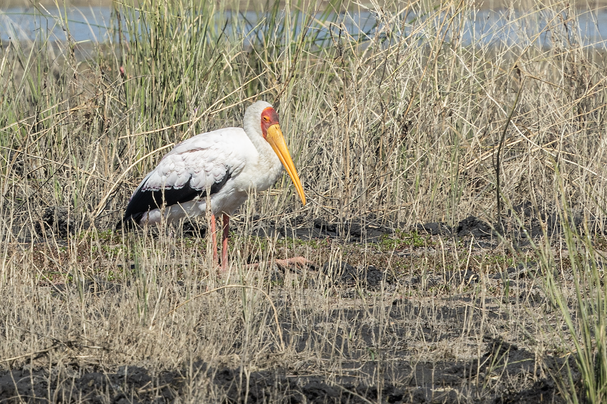 Yellow-billed Stork - ML647334450