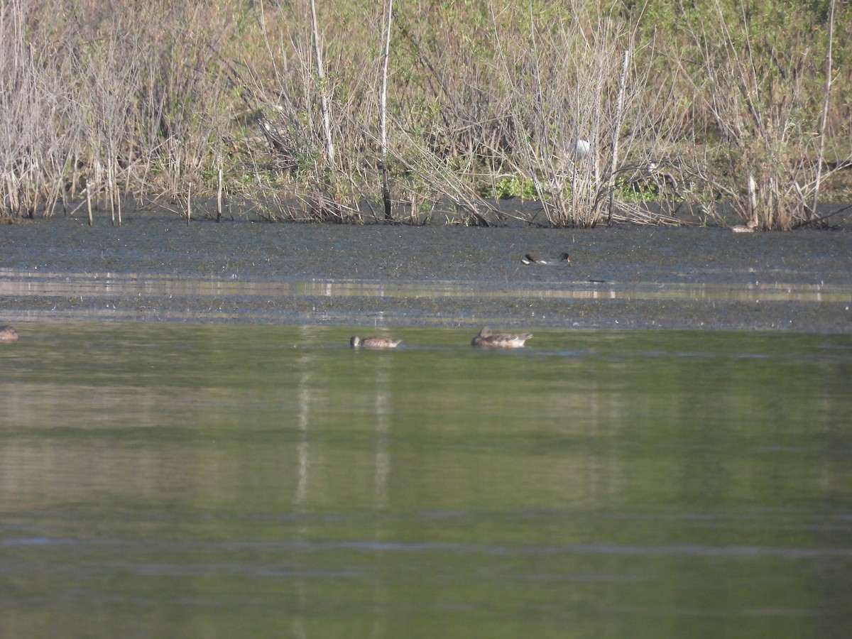 slípka americká - ML647334457