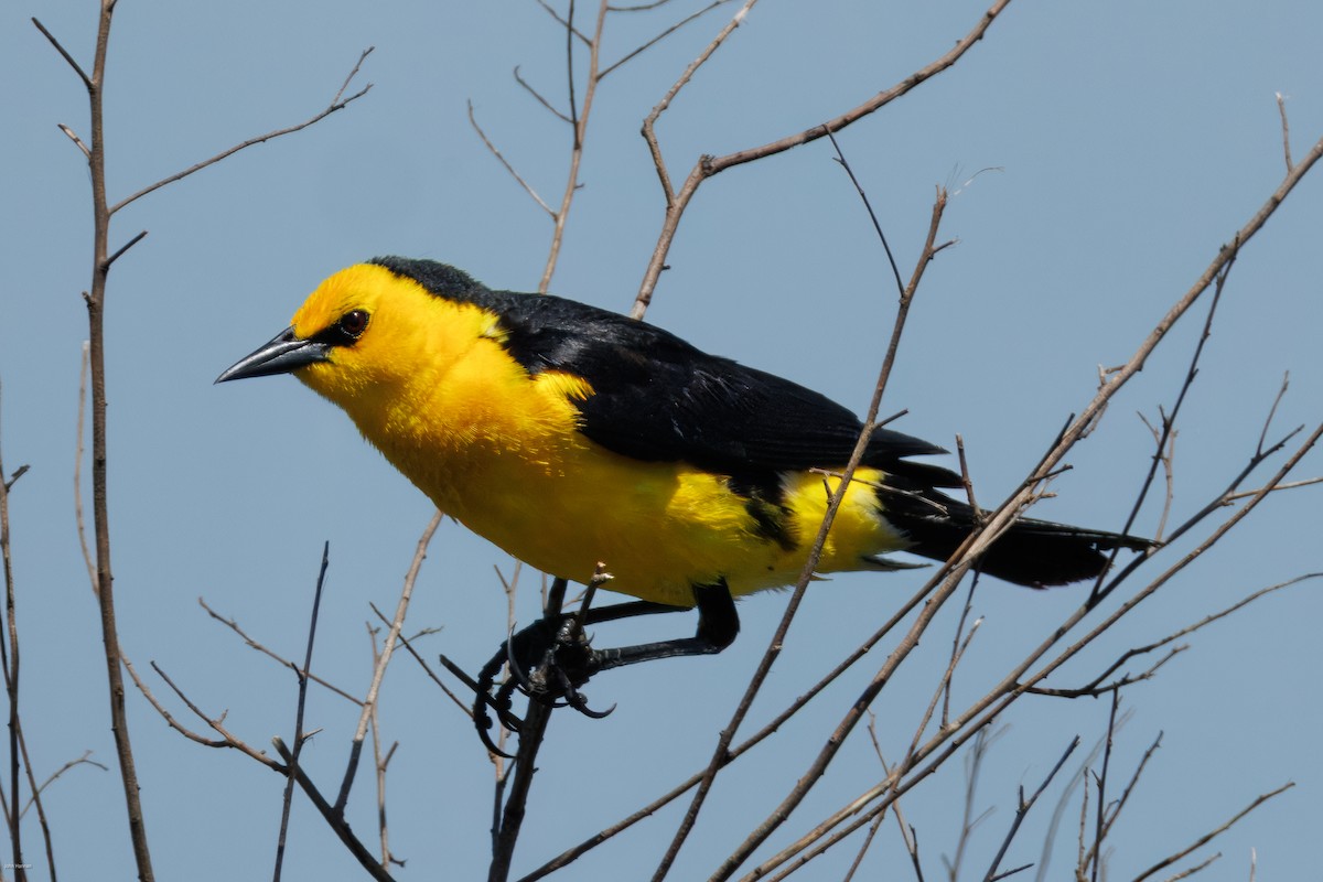 Saffron-cowled Blackbird - ML647334466