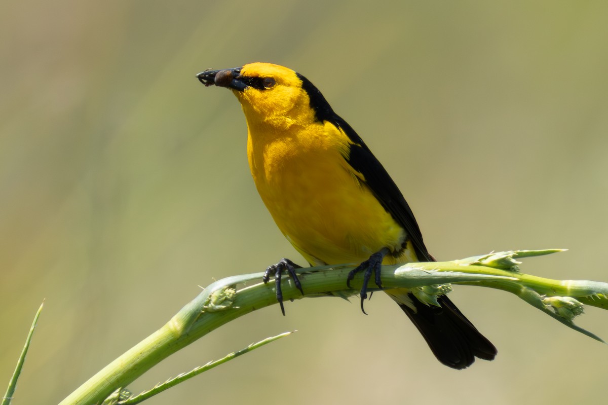 Saffron-cowled Blackbird - ML647334467