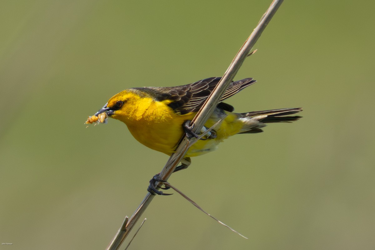 Saffron-cowled Blackbird - ML647334468