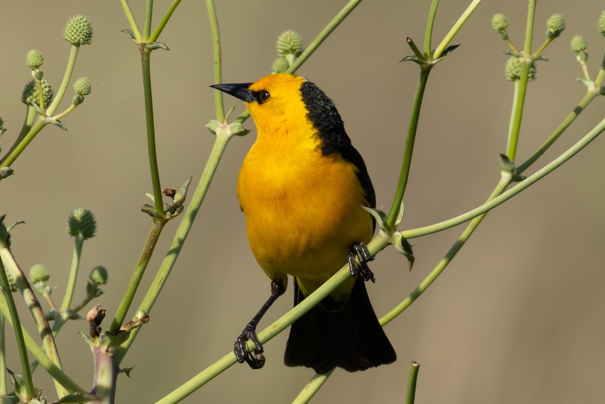Saffron-cowled Blackbird - ML647334469