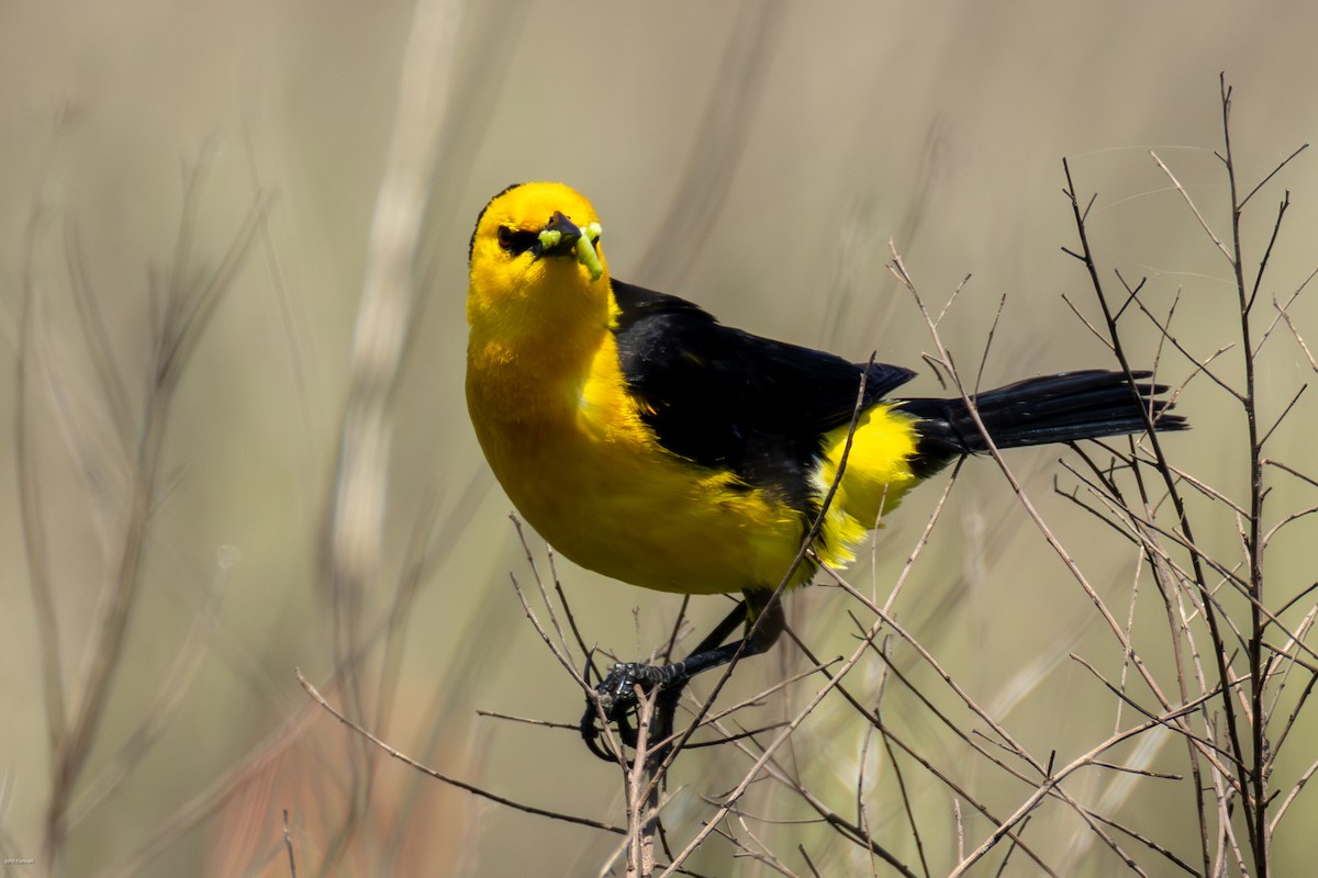 Saffron-cowled Blackbird - ML647334470