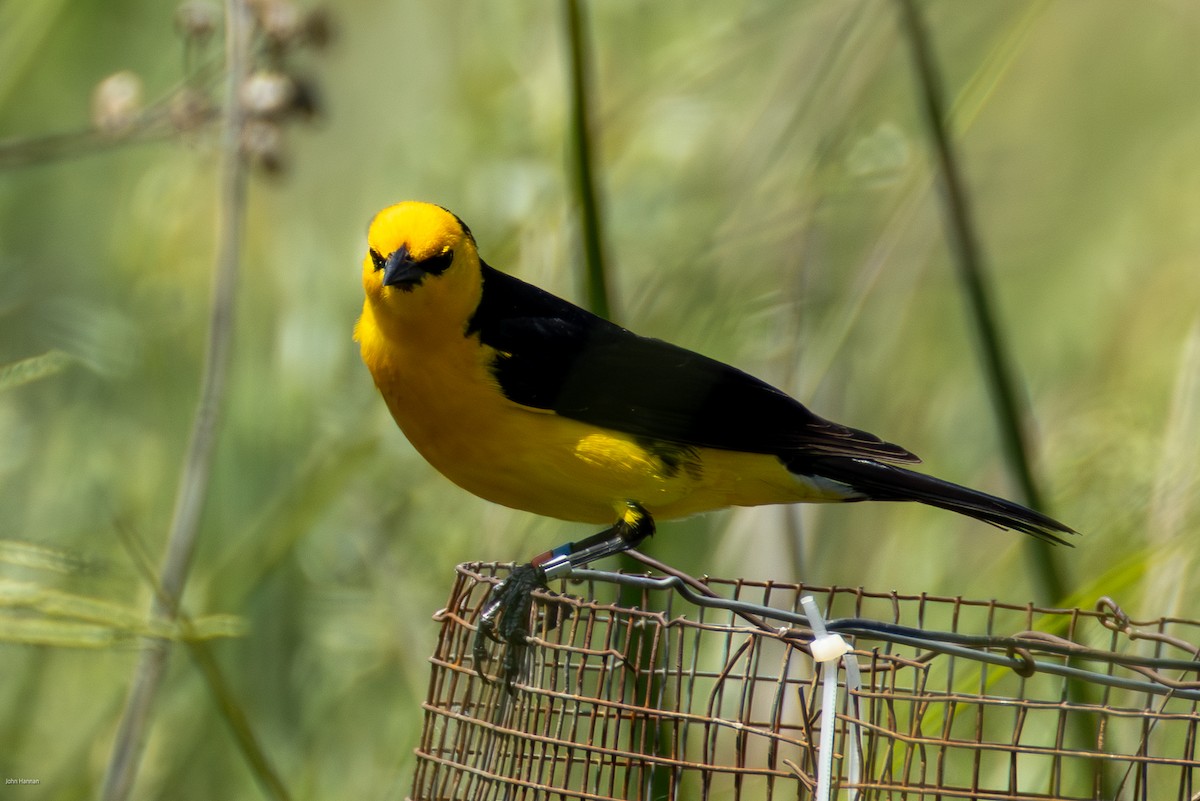 Saffron-cowled Blackbird - ML647334471