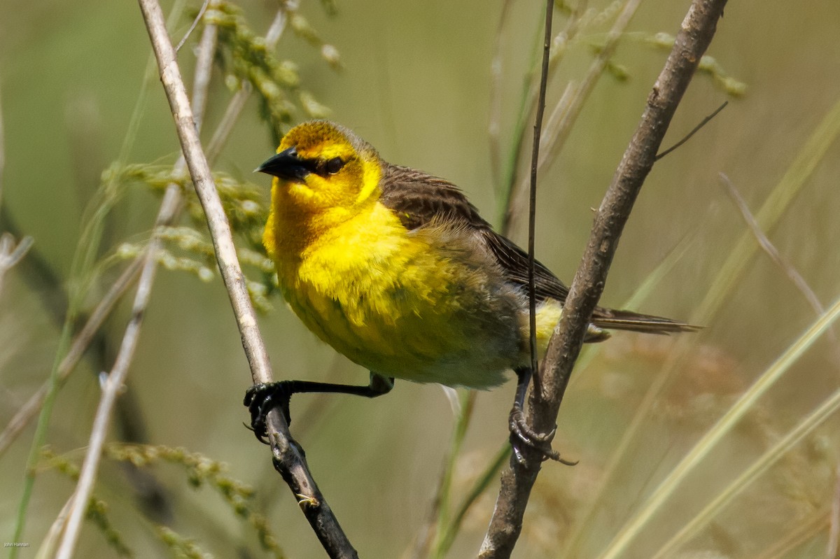 Saffron-cowled Blackbird - ML647334472