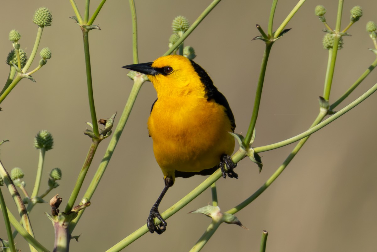 Saffron-cowled Blackbird - ML647334473