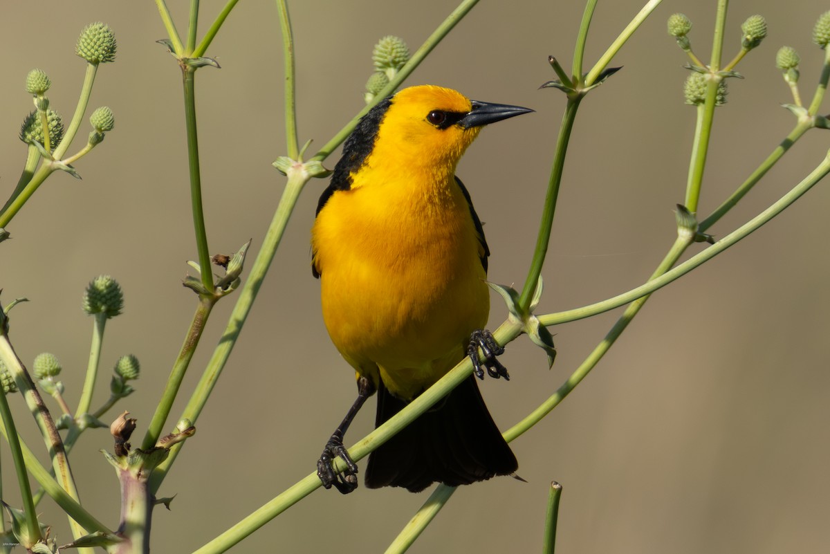 Saffron-cowled Blackbird - ML647334474