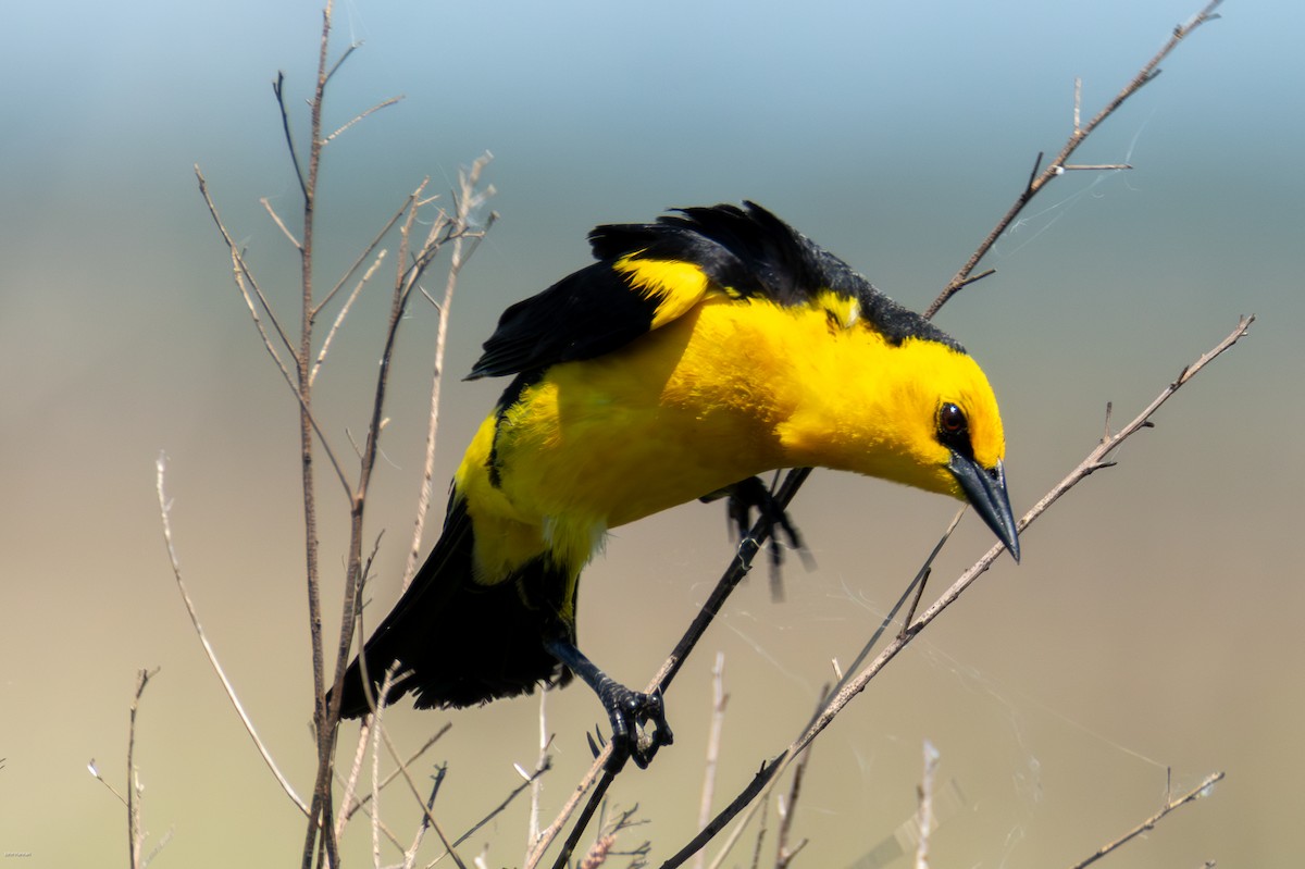 Saffron-cowled Blackbird - ML647334476