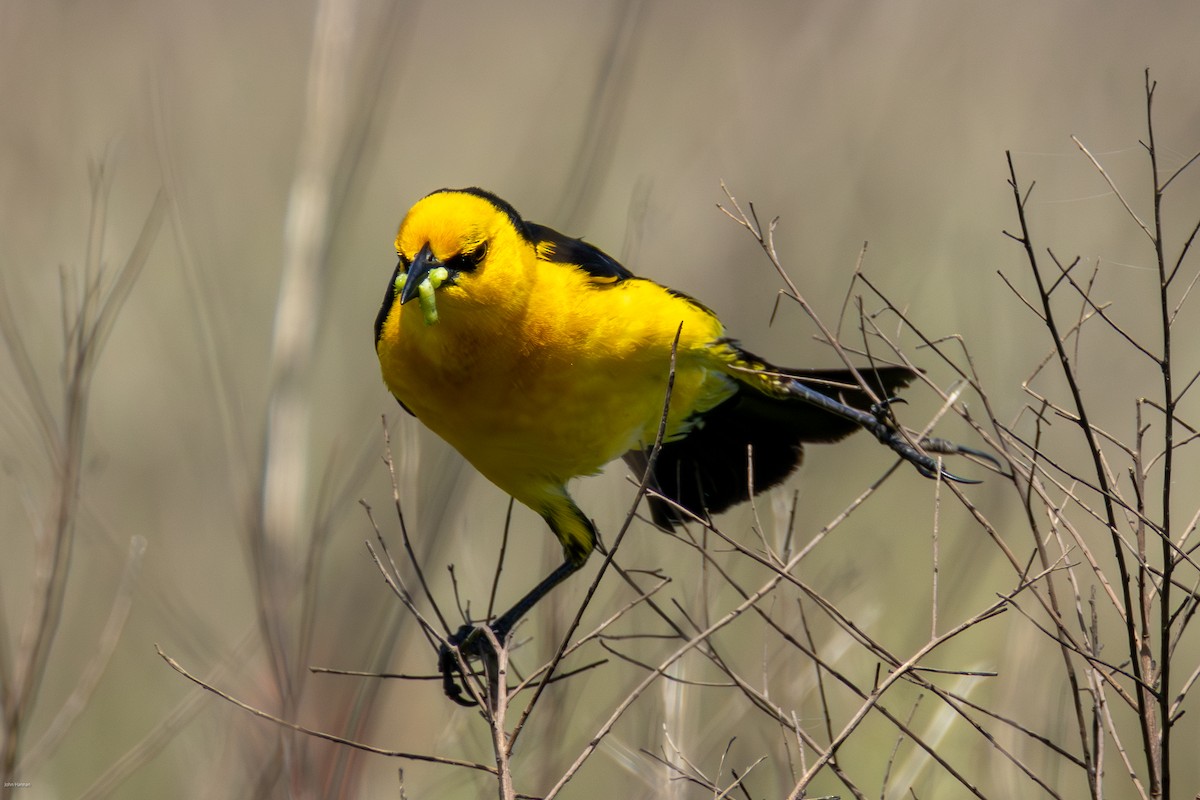 Saffron-cowled Blackbird - ML647334477