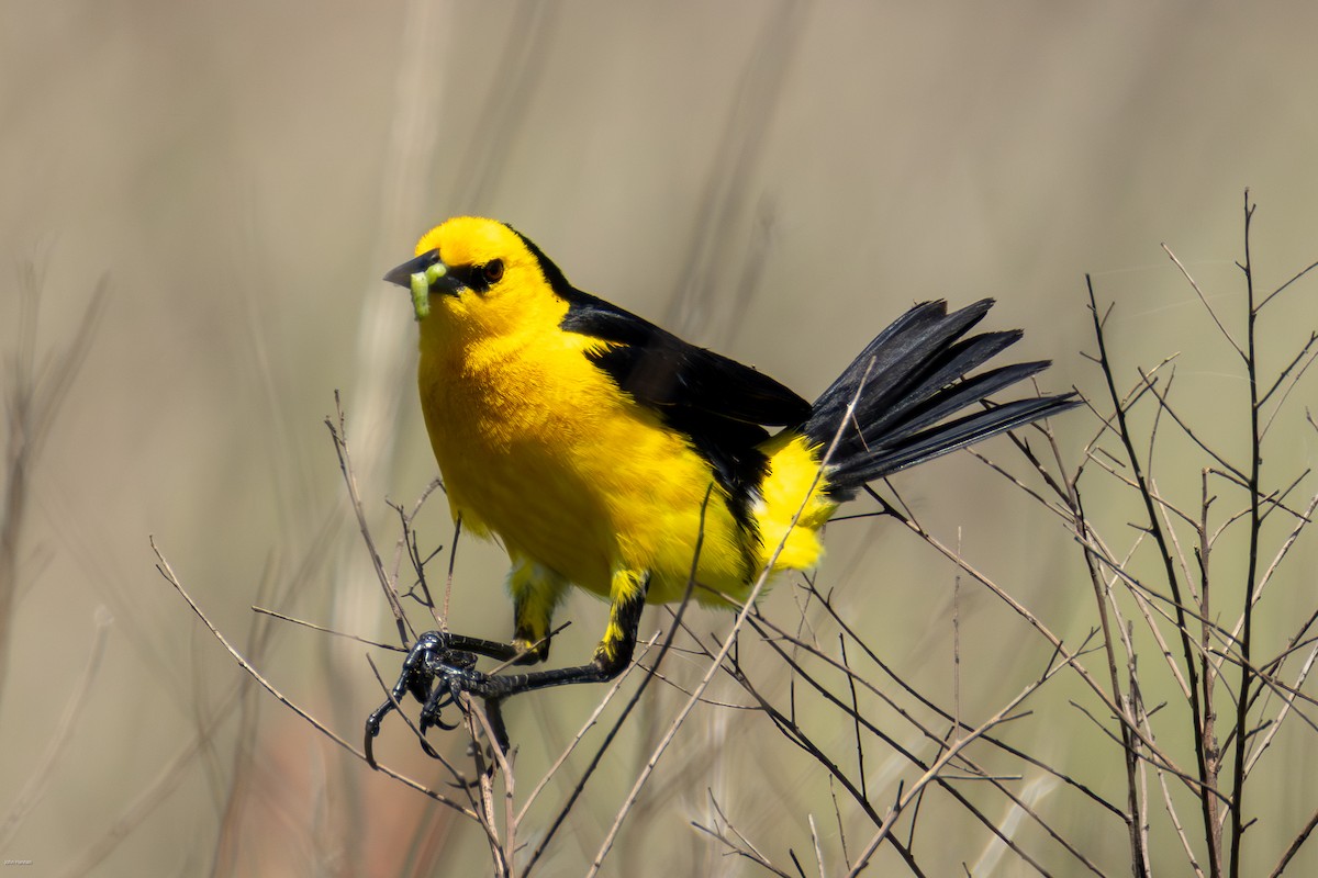 Saffron-cowled Blackbird - ML647334479