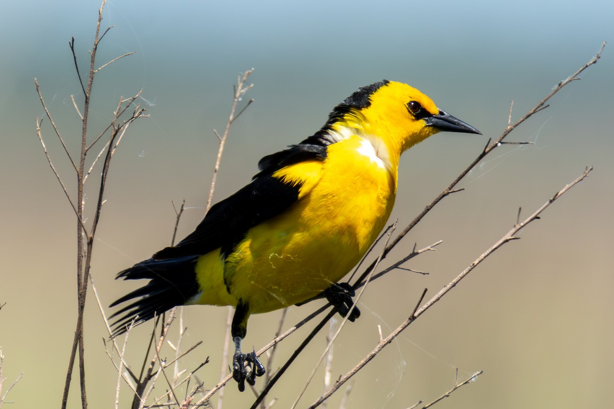 Saffron-cowled Blackbird - ML647334480