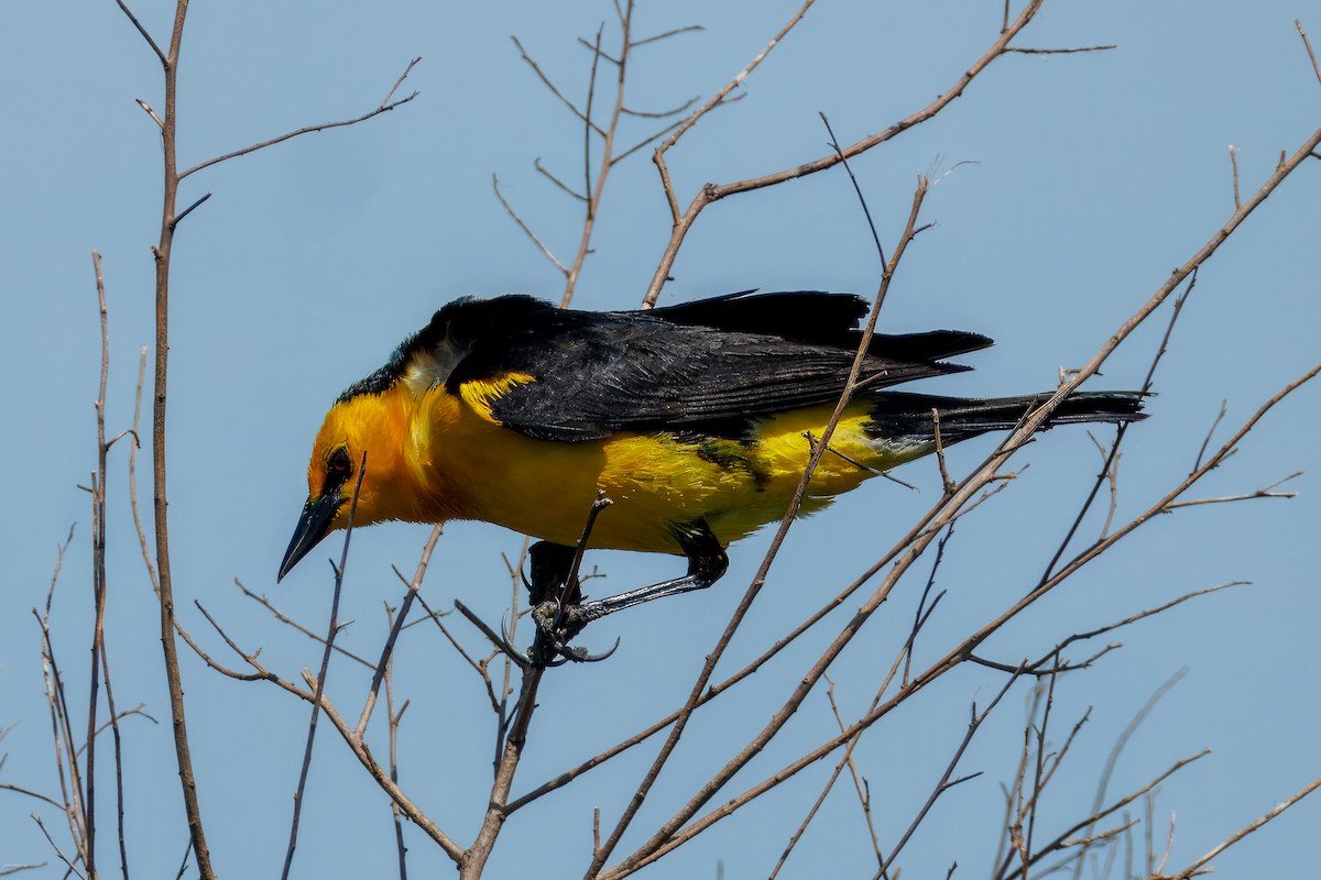 Saffron-cowled Blackbird - ML647334482