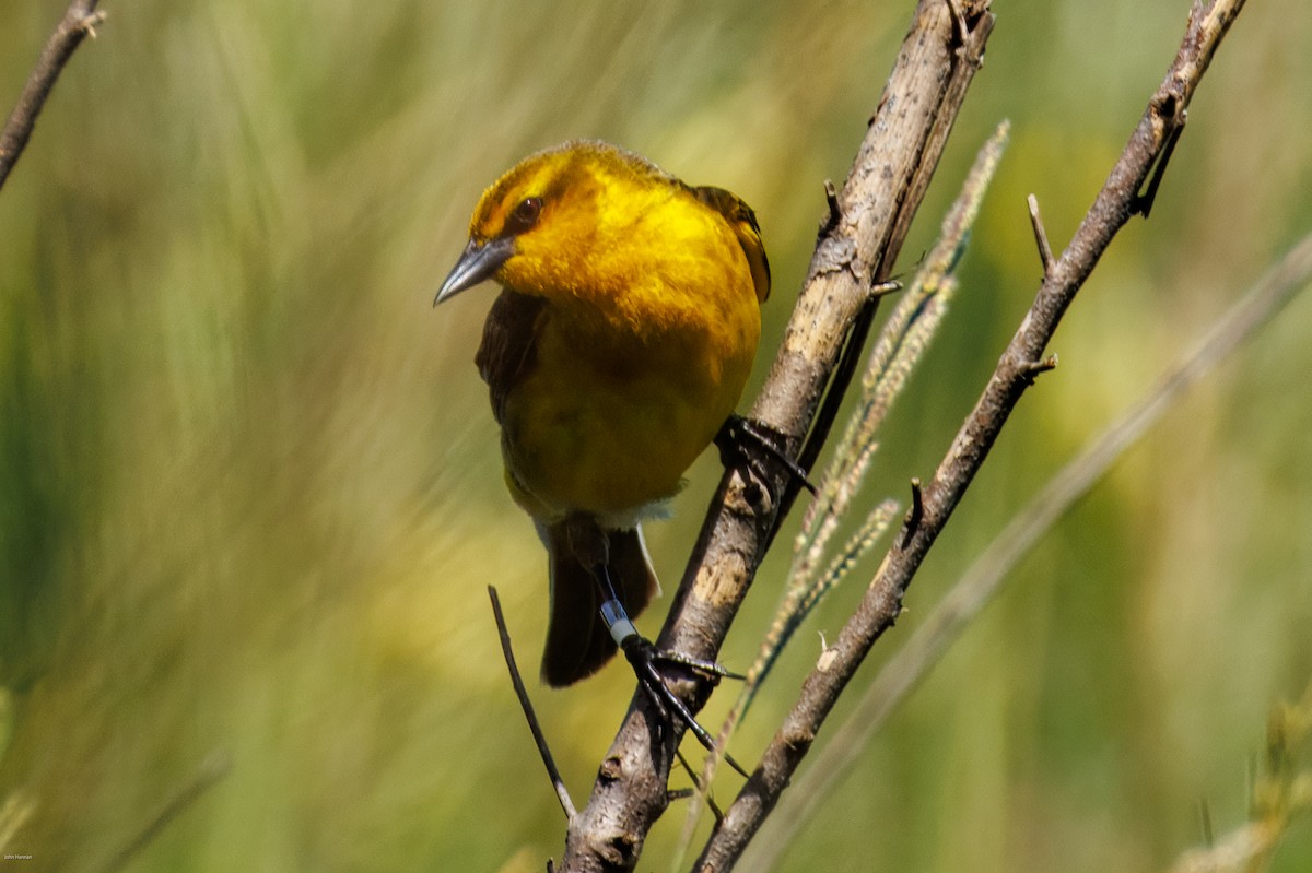 Saffron-cowled Blackbird - ML647334483