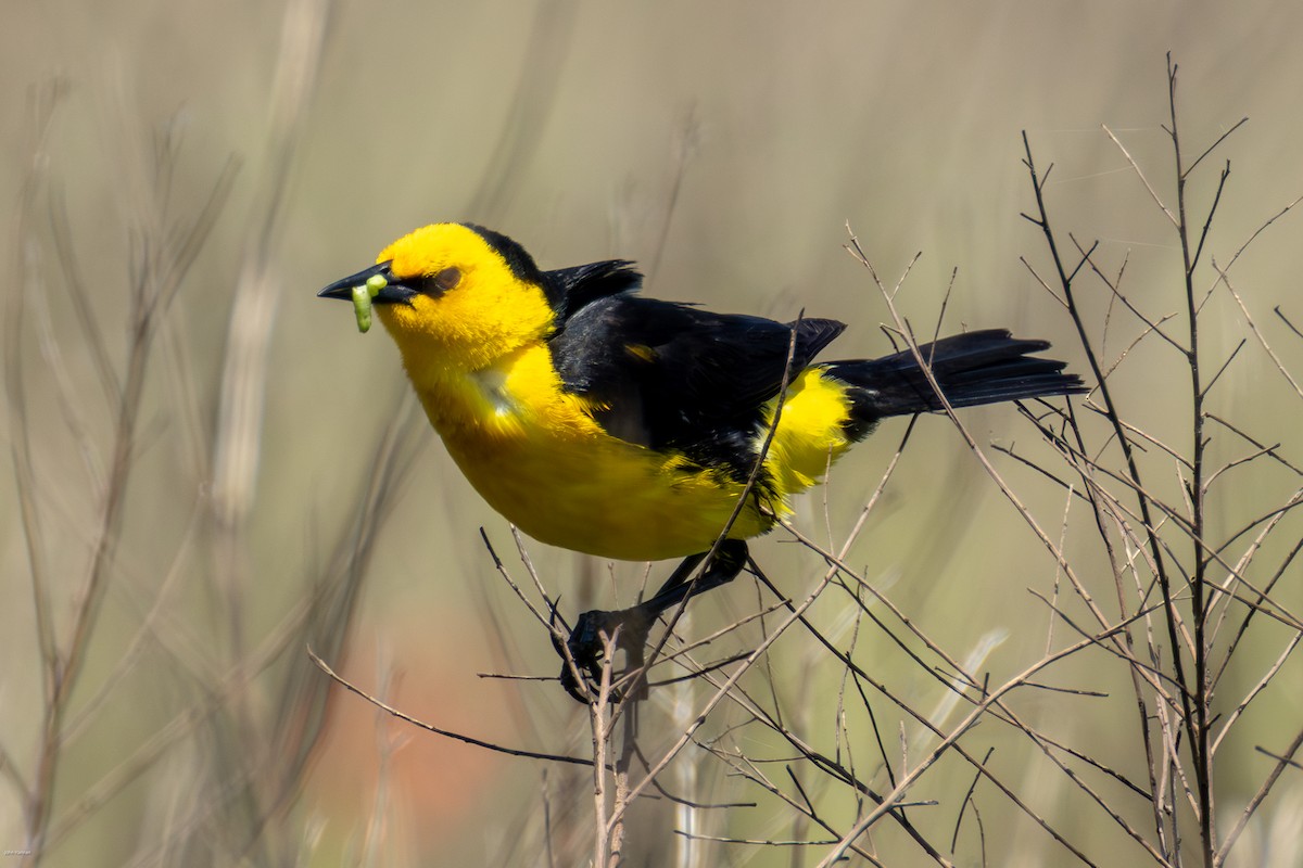 Saffron-cowled Blackbird - ML647334484