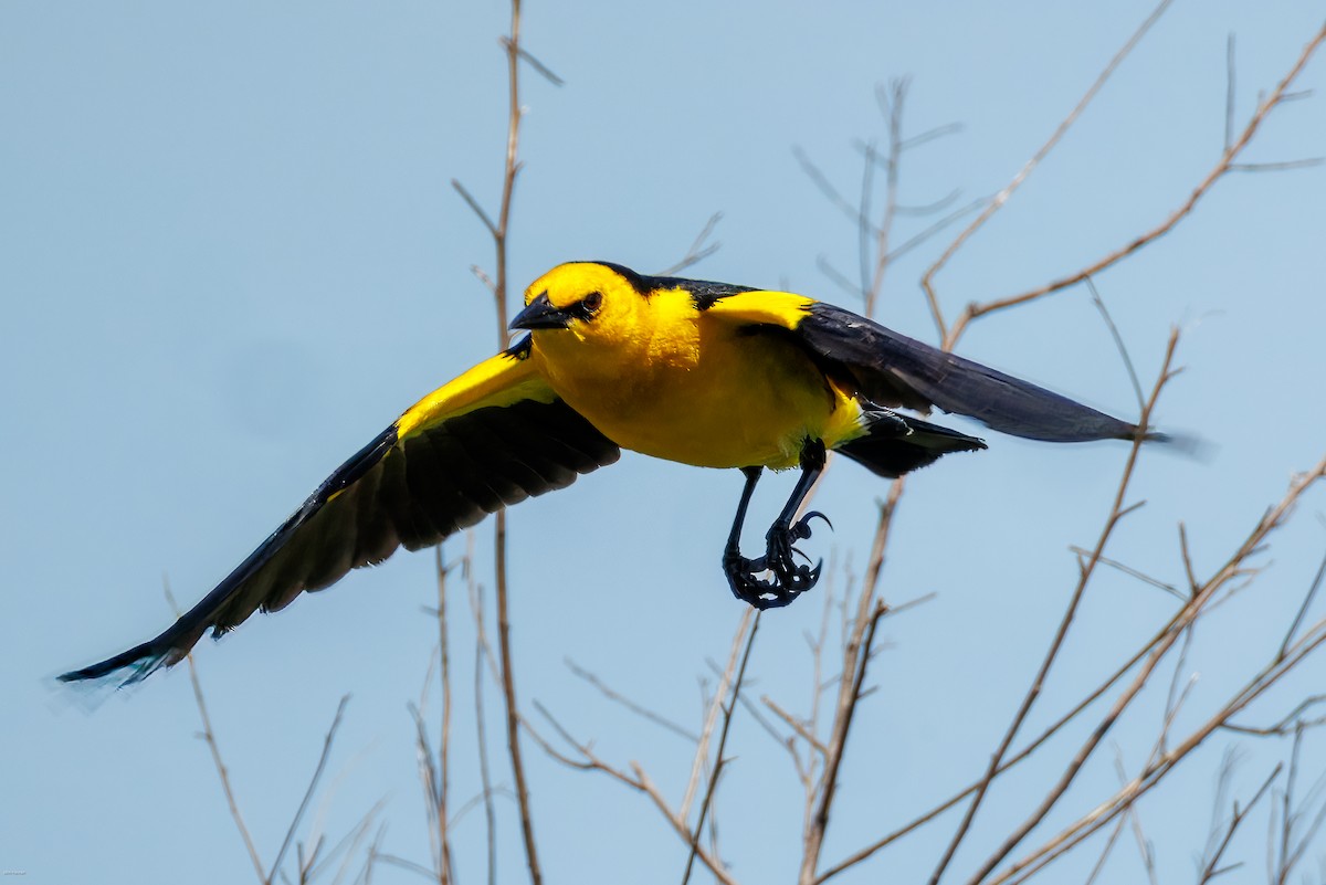 Saffron-cowled Blackbird - ML647334485
