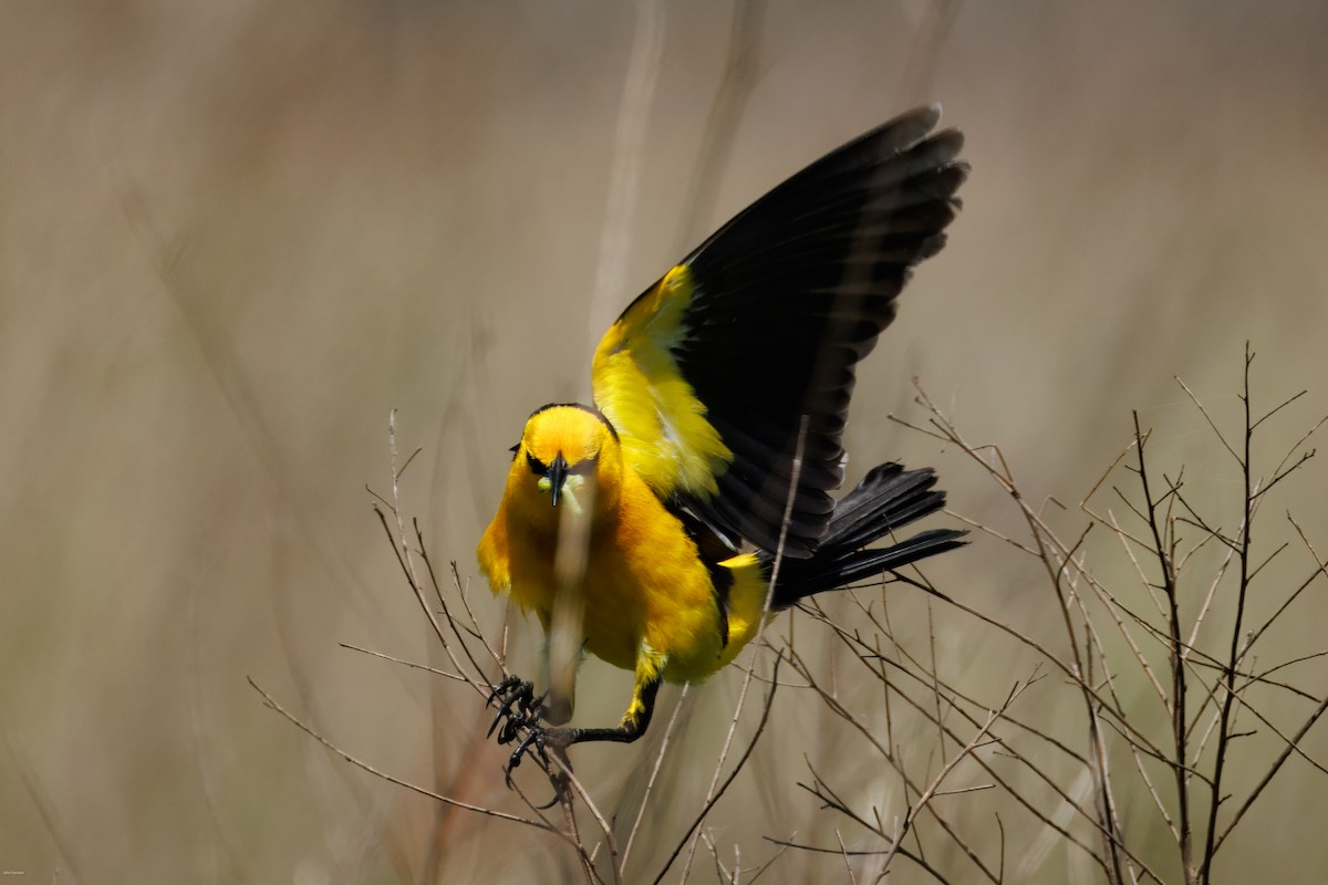 Saffron-cowled Blackbird - ML647334486