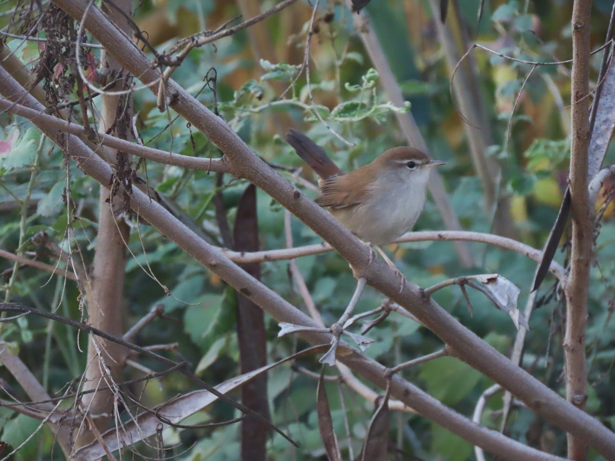 Seidensänger - ML647334499