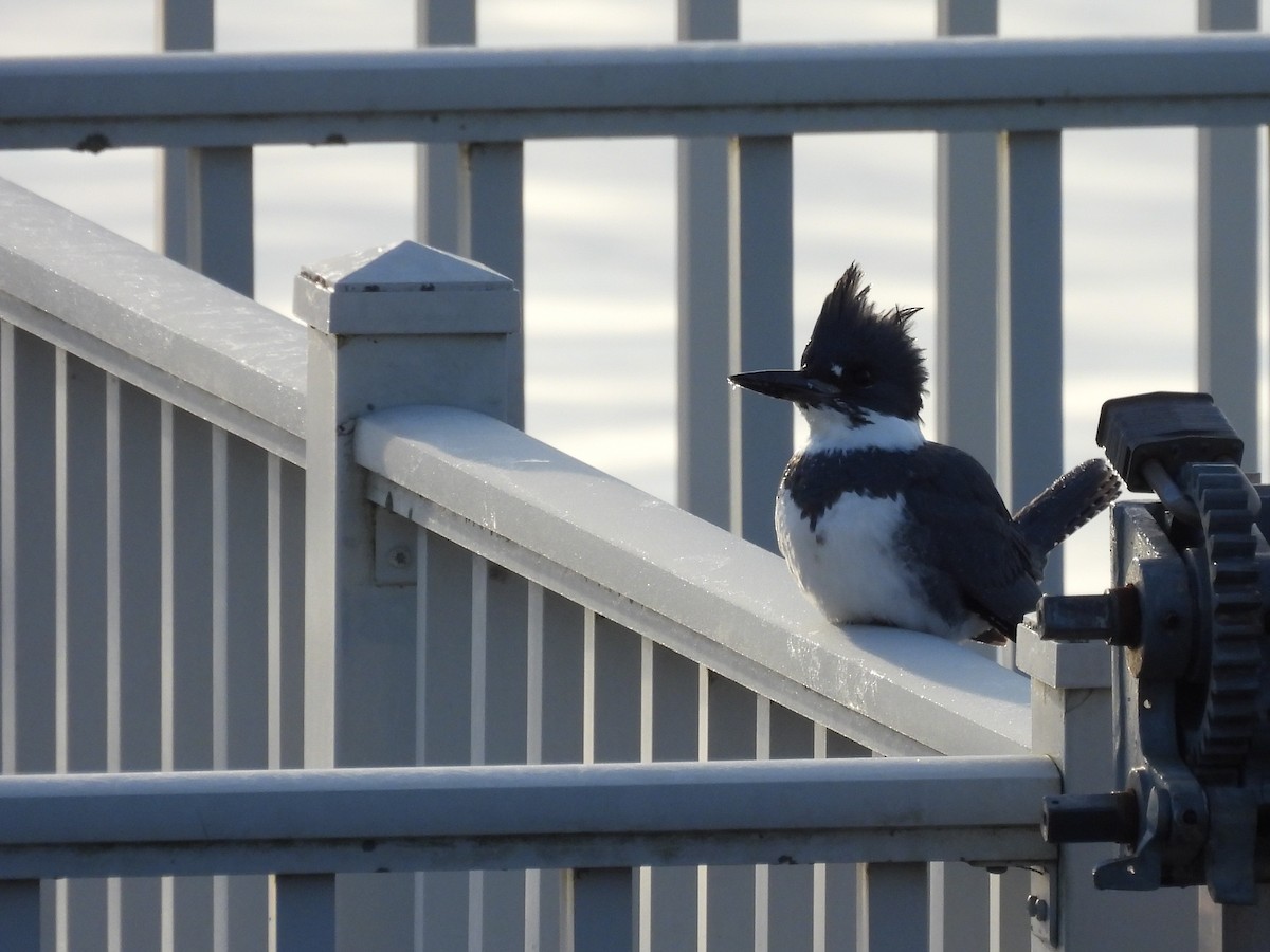 שלדג אמריקני - ML647334503