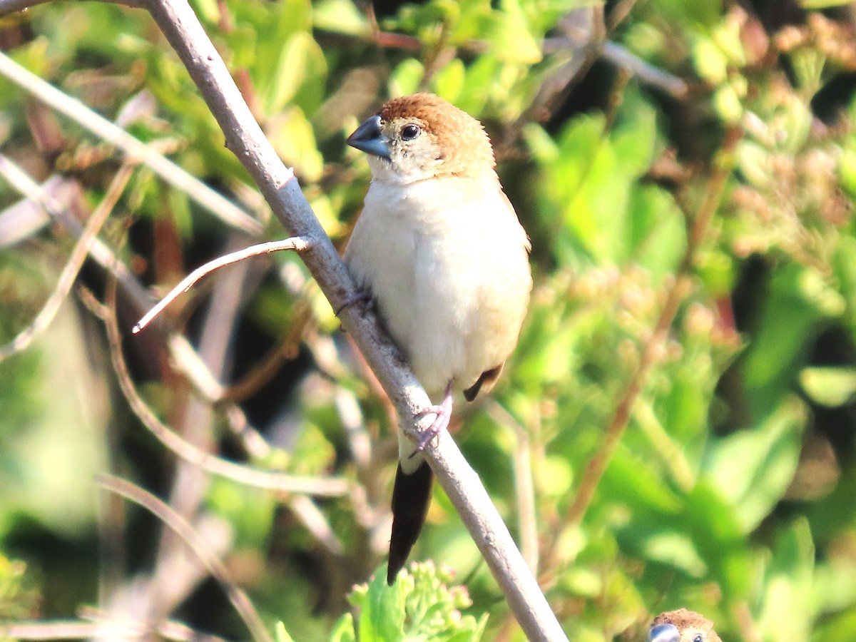 Hint Gümüşgagası - ML647334508