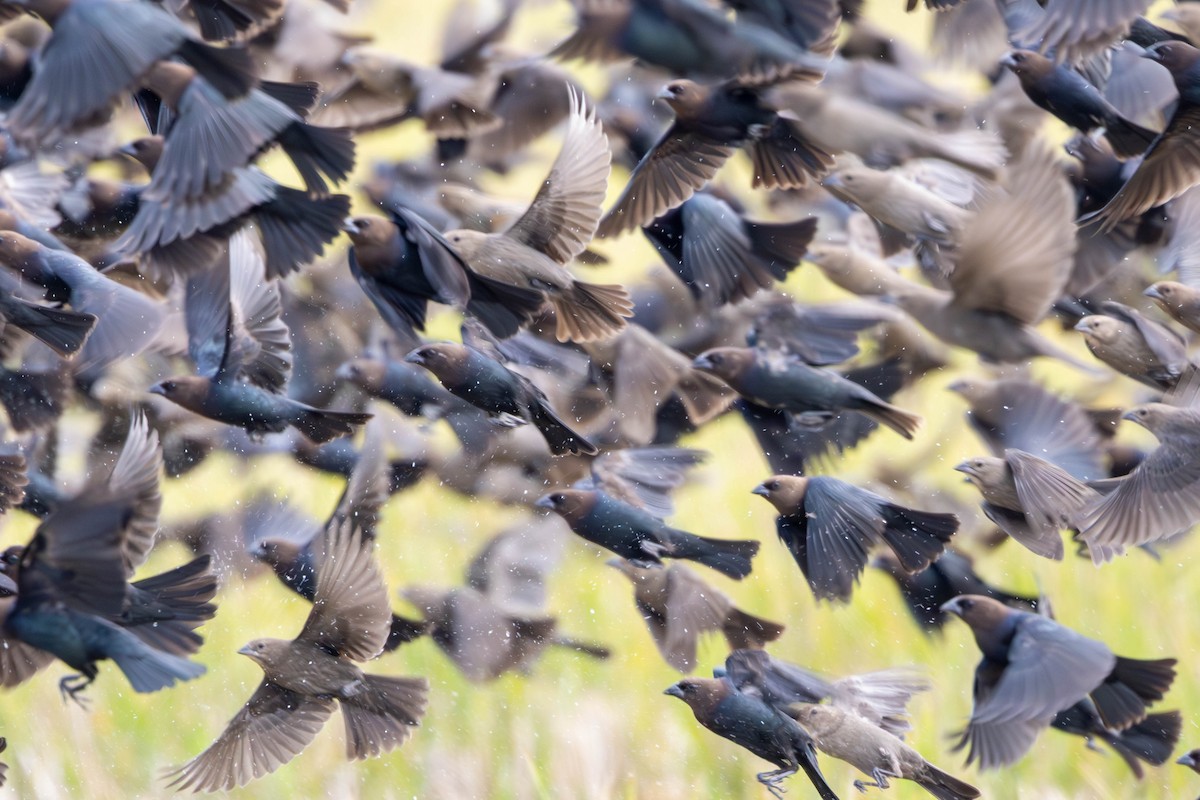 Brown-headed Cowbird - ML647334513
