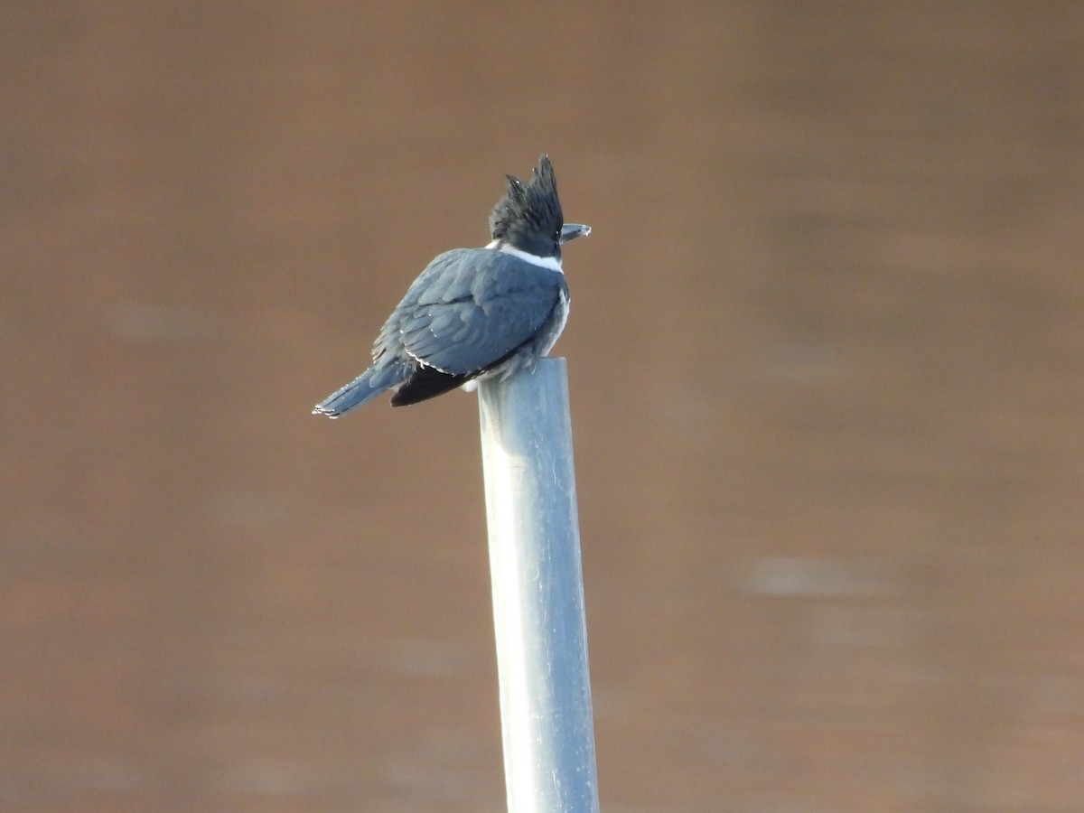 שלדג אמריקני - ML647334514