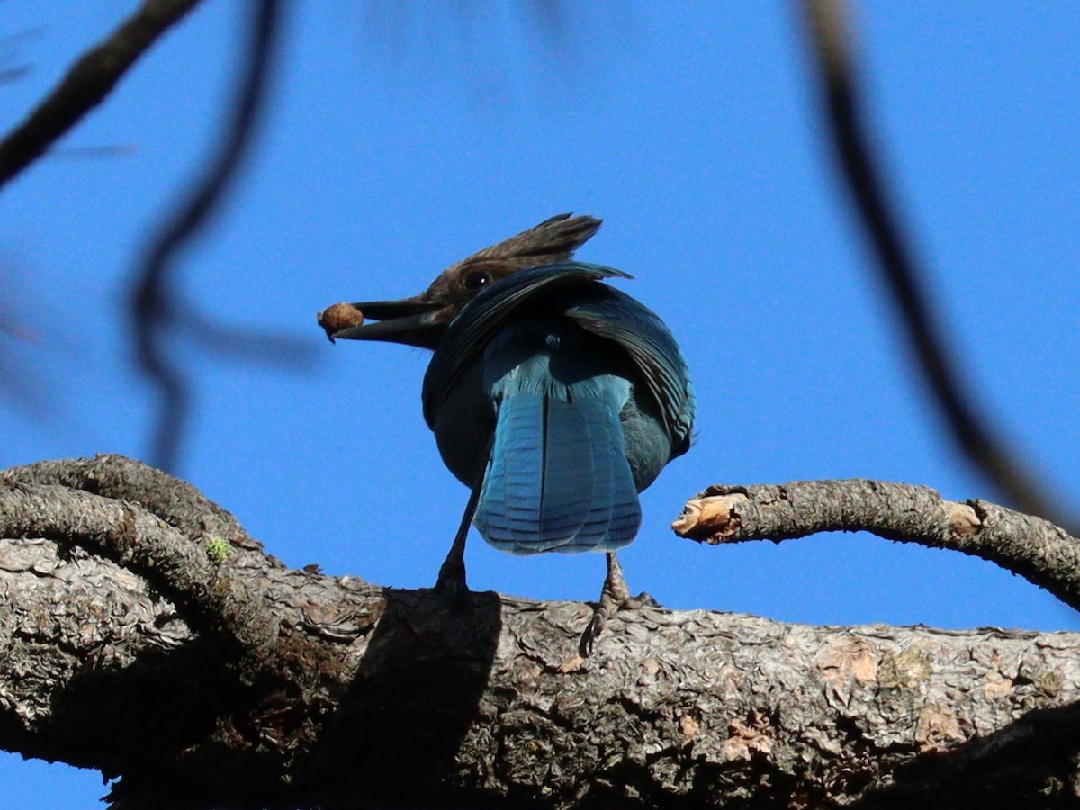 Steller's Jay - ML647334520