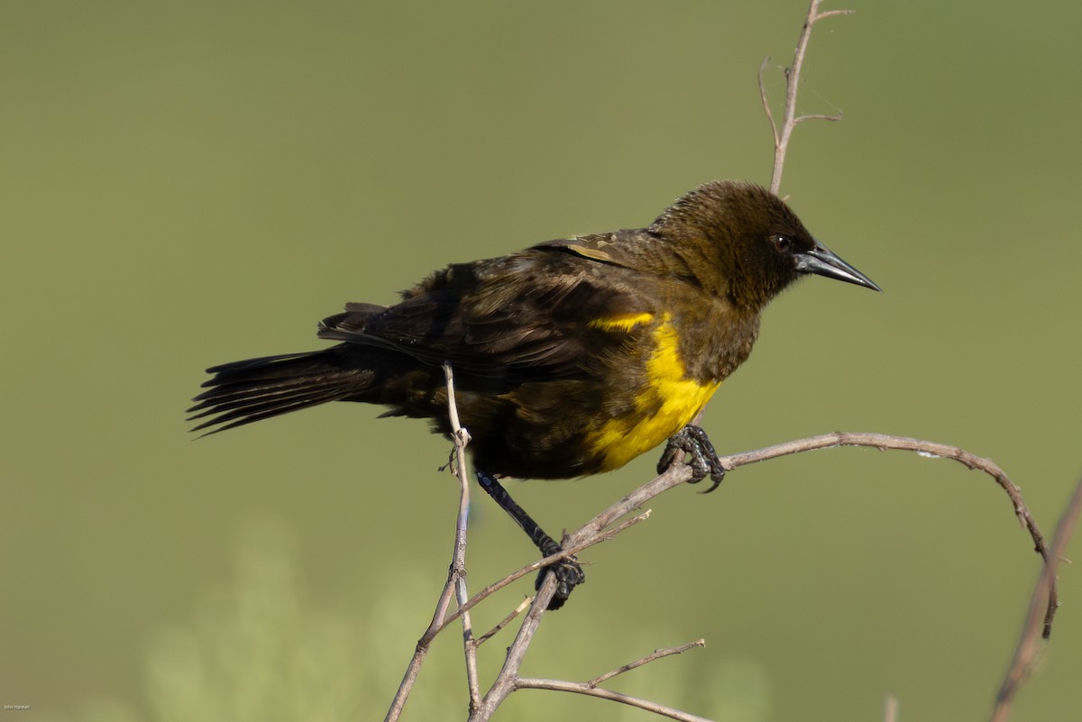 Brown-and-yellow Marshbird - ML647334523