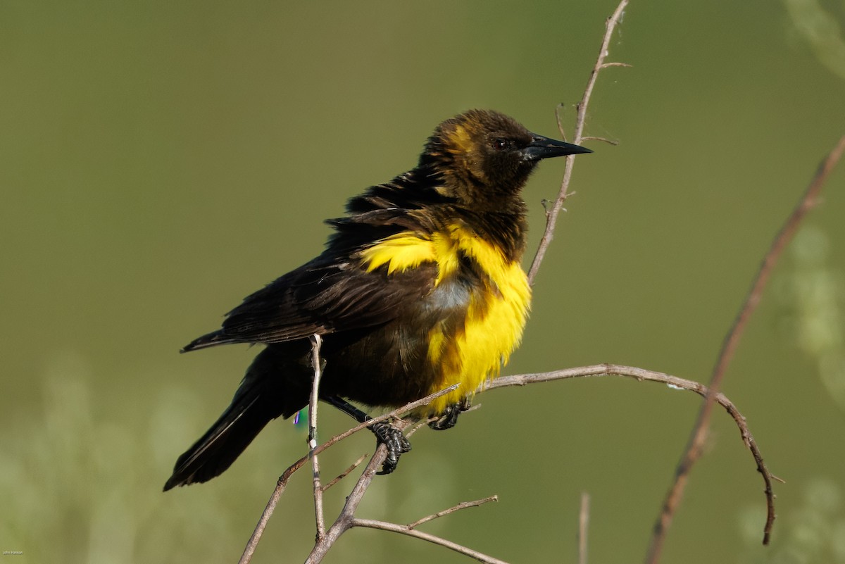 Brown-and-yellow Marshbird - ML647334524