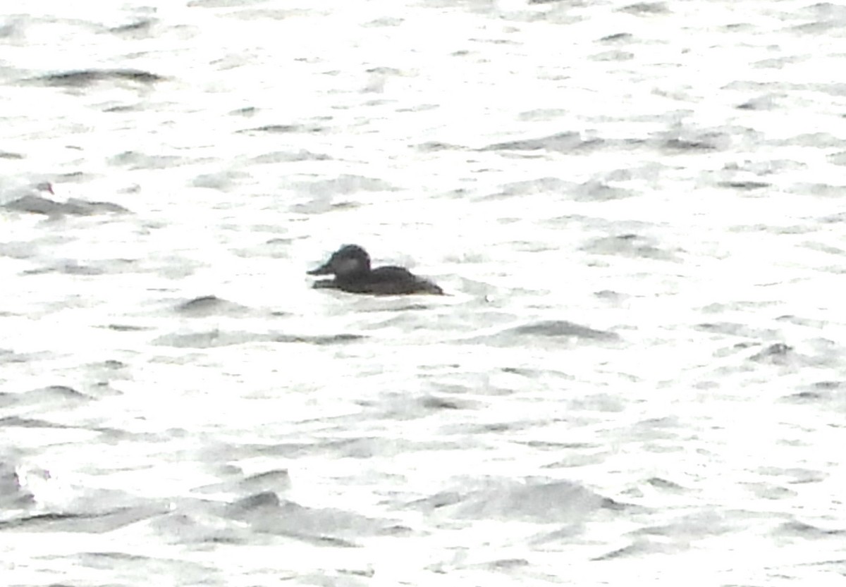 Ruddy Duck - ML647334526