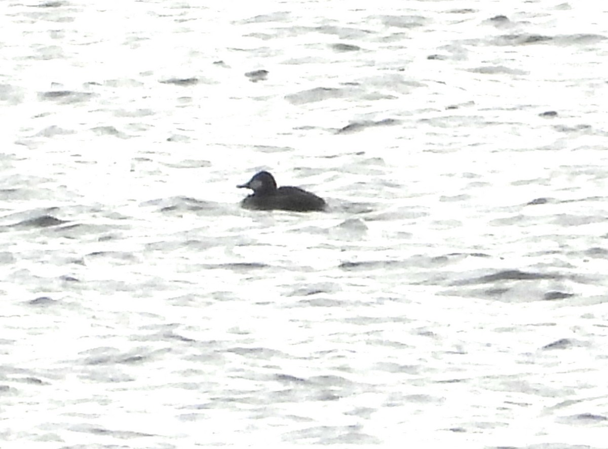 Ruddy Duck - ML647334527
