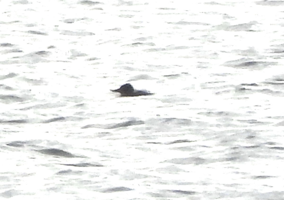 Ruddy Duck - ML647334528