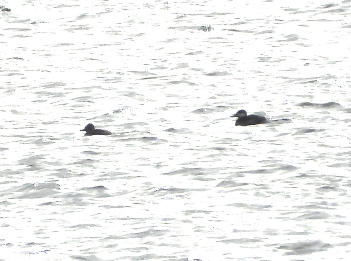 Ruddy Duck - ML647334529