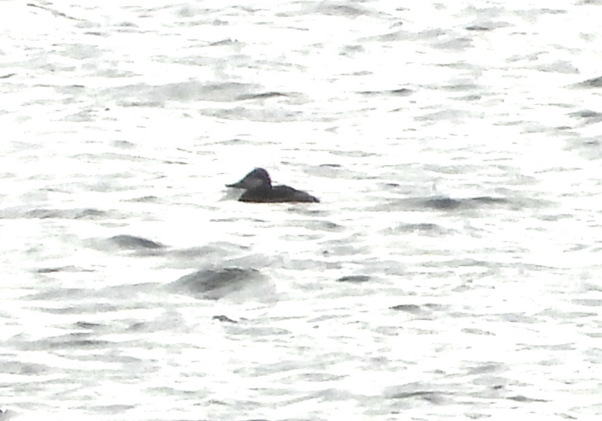 Ruddy Duck - ML647334530