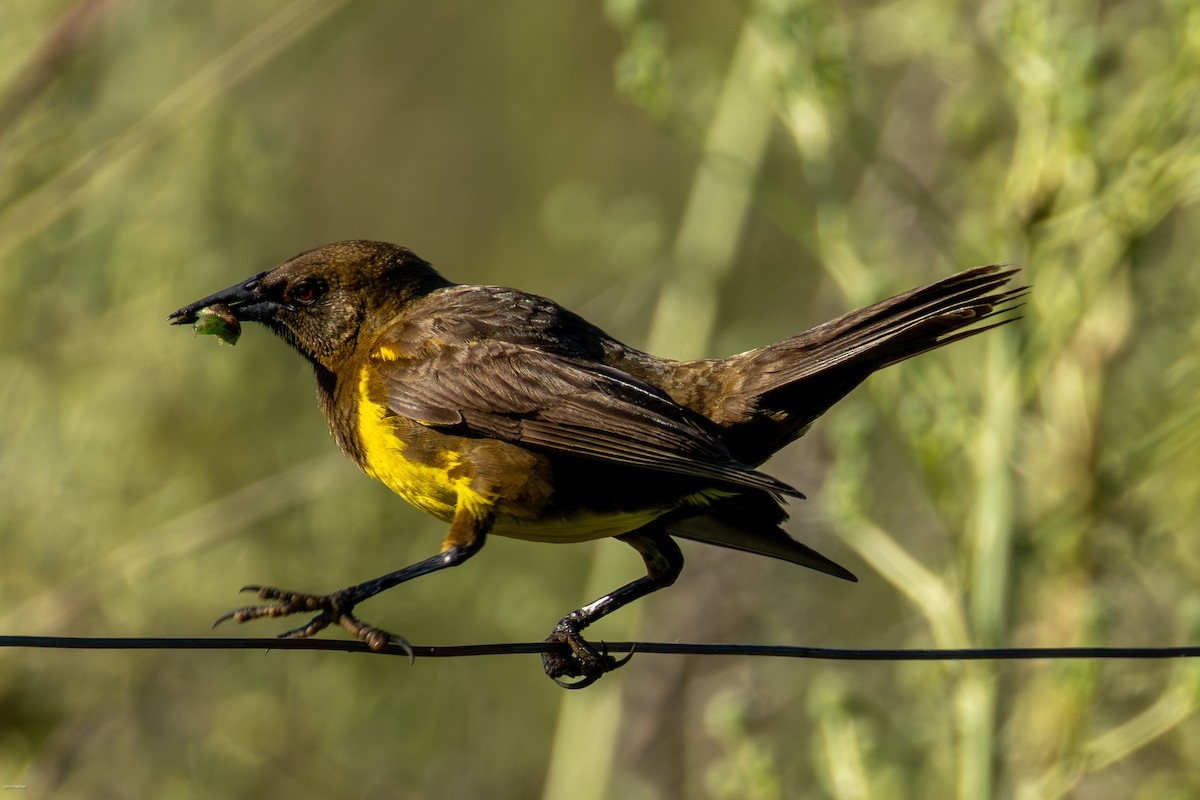 Brown-and-yellow Marshbird - ML647334531