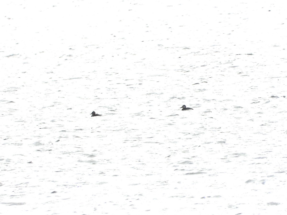 Ruddy Duck - ML647334532