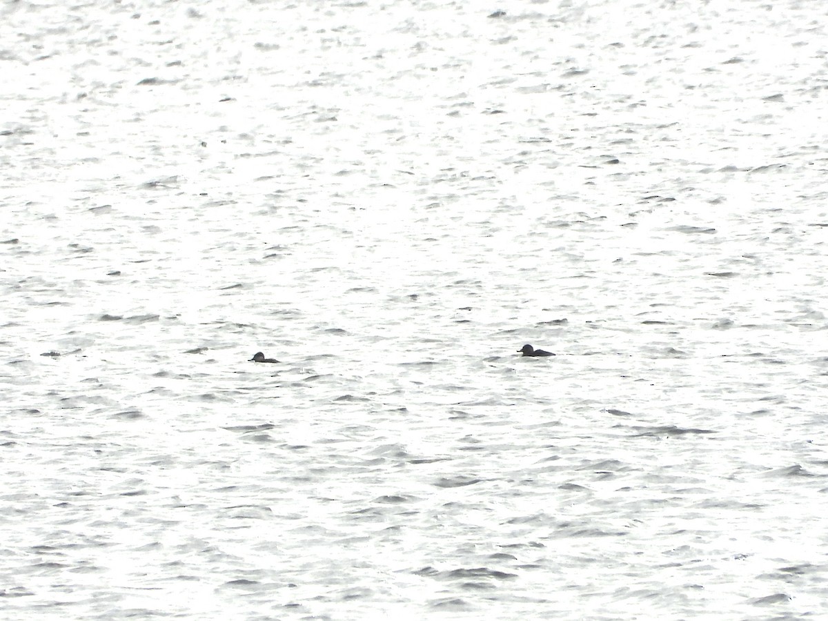 Ruddy Duck - ML647334533