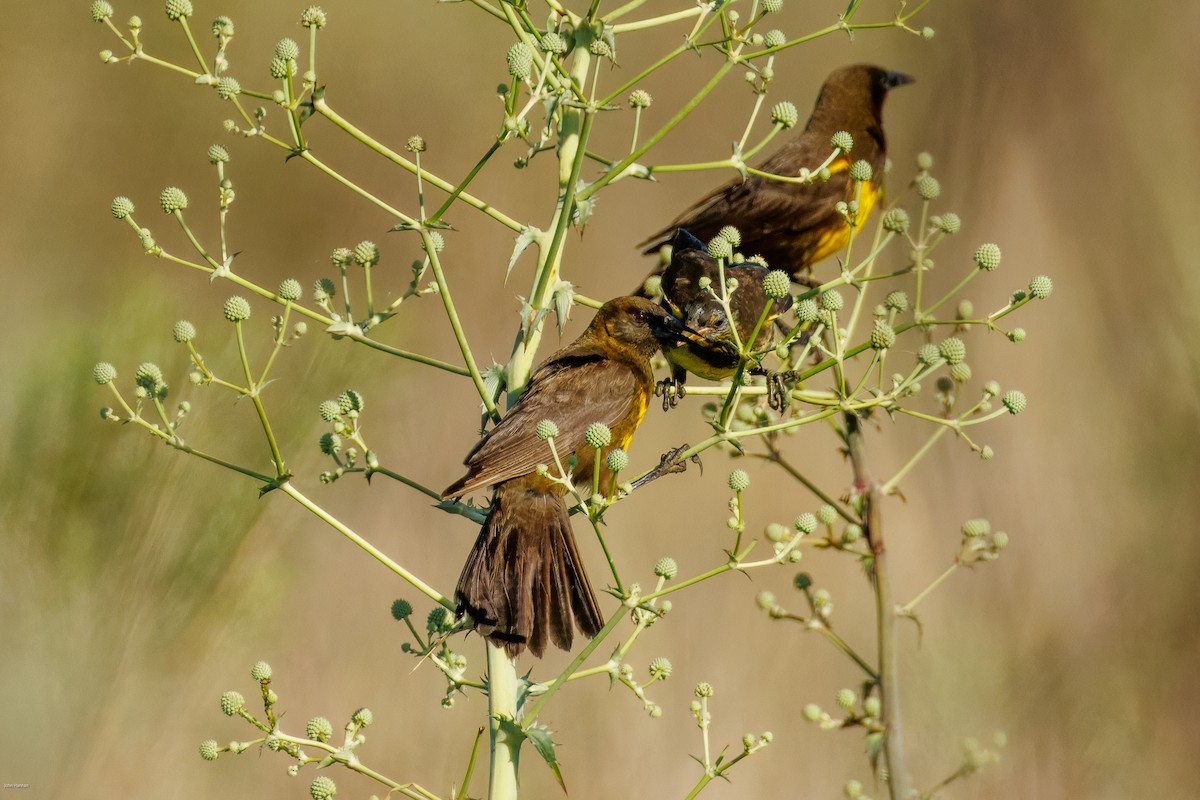 Brown-and-yellow Marshbird - ML647334534
