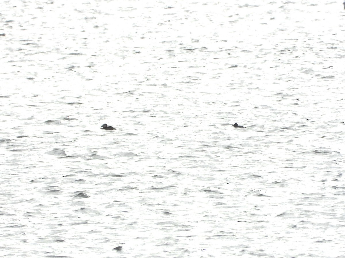 Ruddy Duck - ML647334535