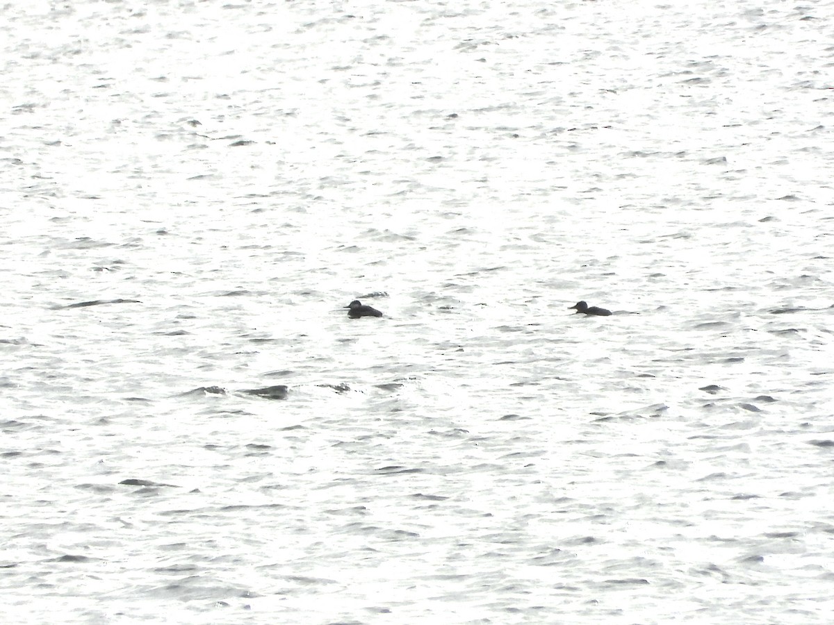 Ruddy Duck - ML647334536