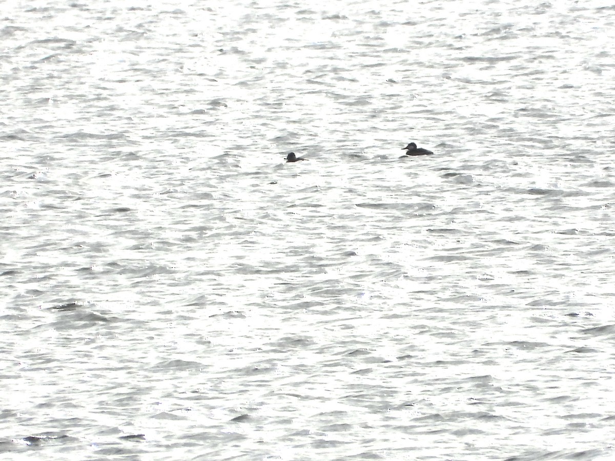 Ruddy Duck - ML647334538