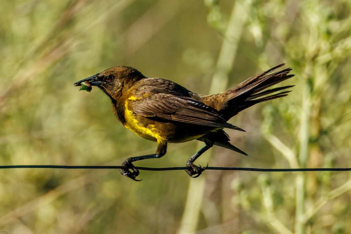Brown-and-yellow Marshbird - ML647334539