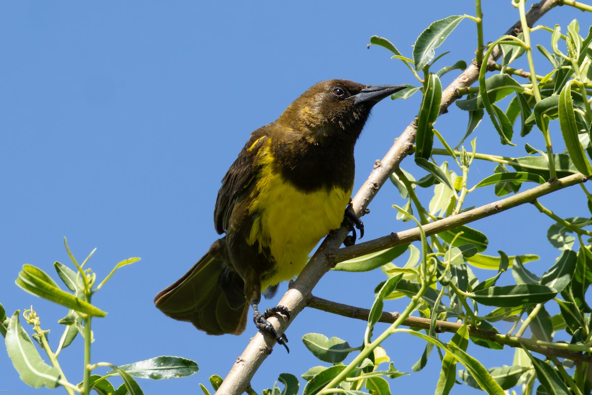 Brown-and-yellow Marshbird - ML647334540